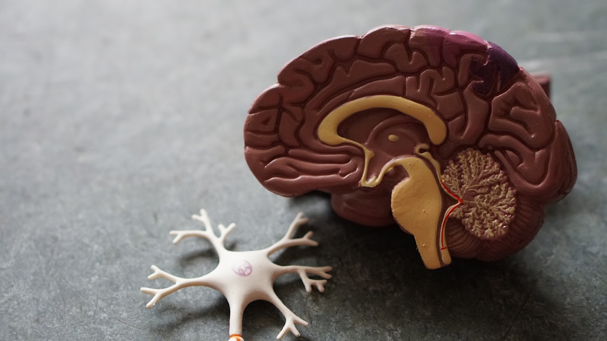 The Oxygen Gap: How Magnesium Deficiency Causes Brain Fog and Stress