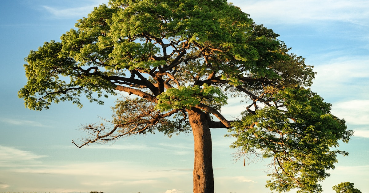 Sea Moss Side Effects & Iodine Safety: The Honest Guide