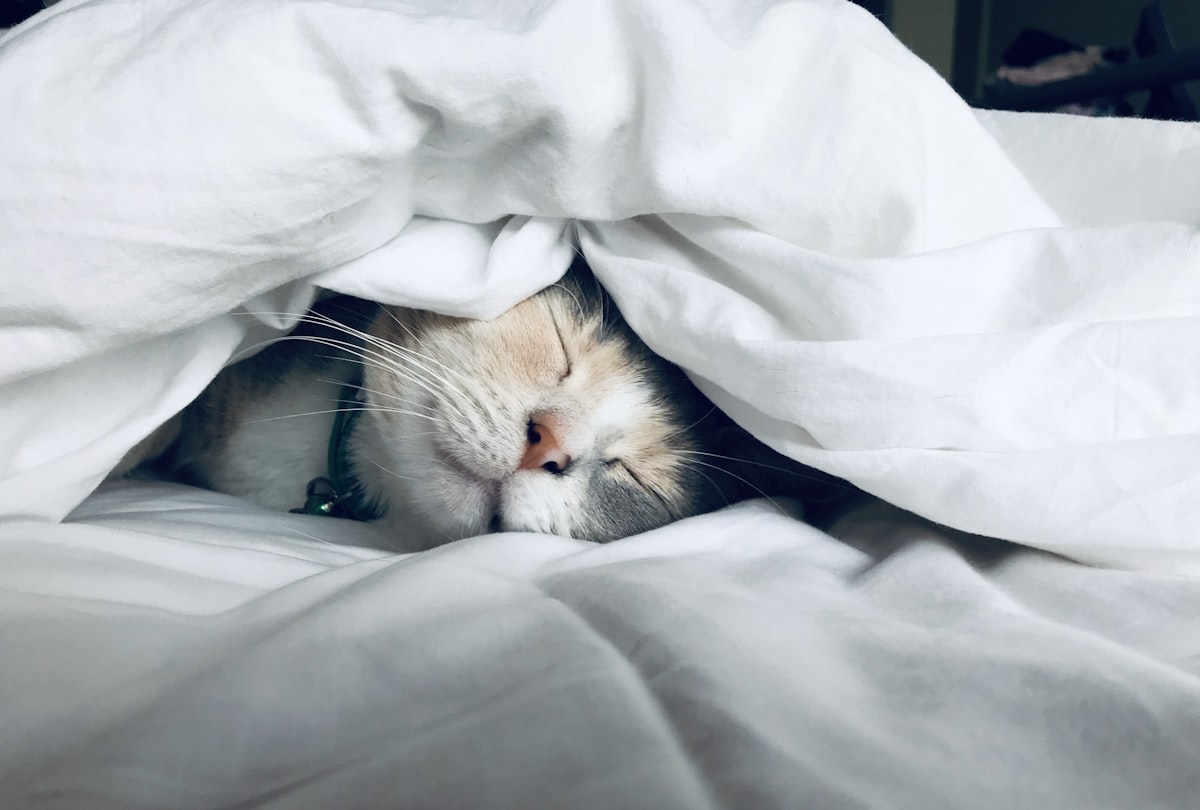 The Sleep Optimization Stack: Supplements That Actually Work